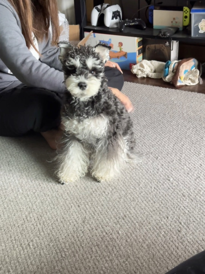 人要来摸小斗吗