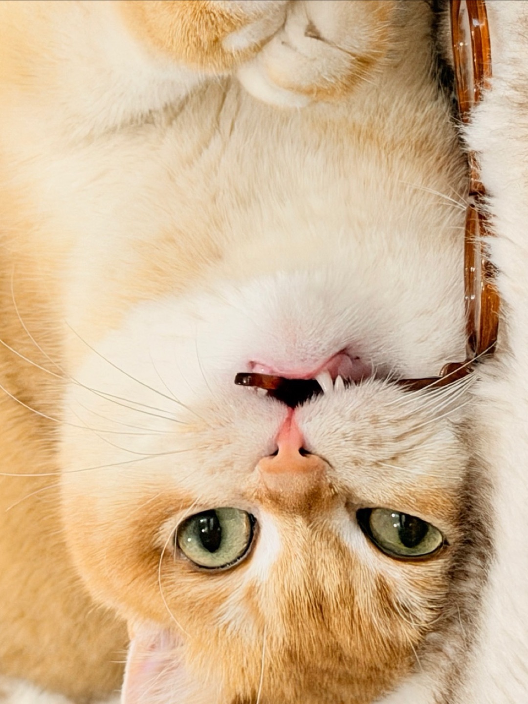 “眼镜play”时间👀