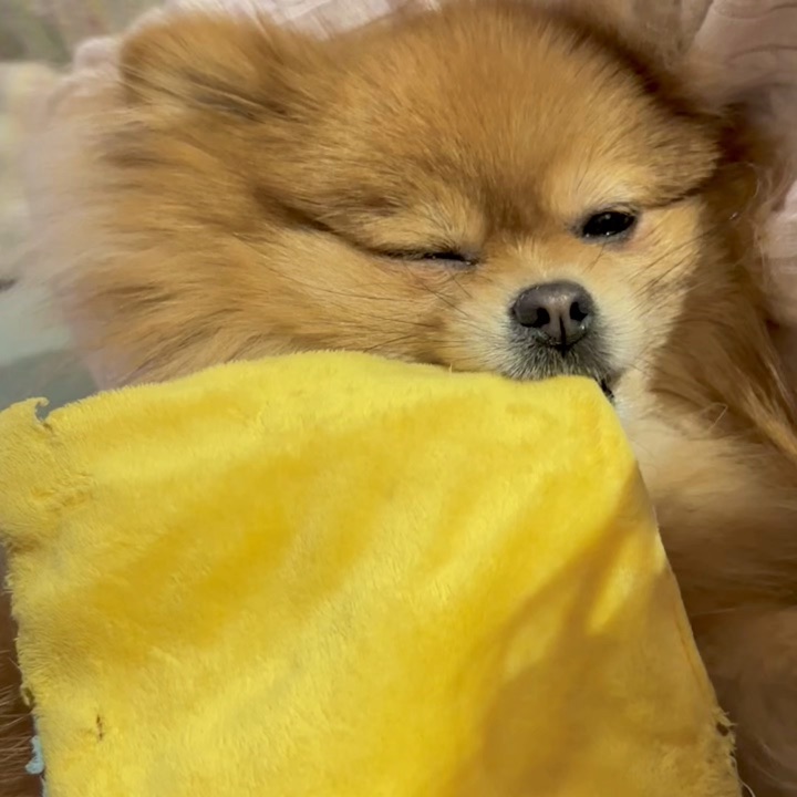 是我一手带大的小狗呀