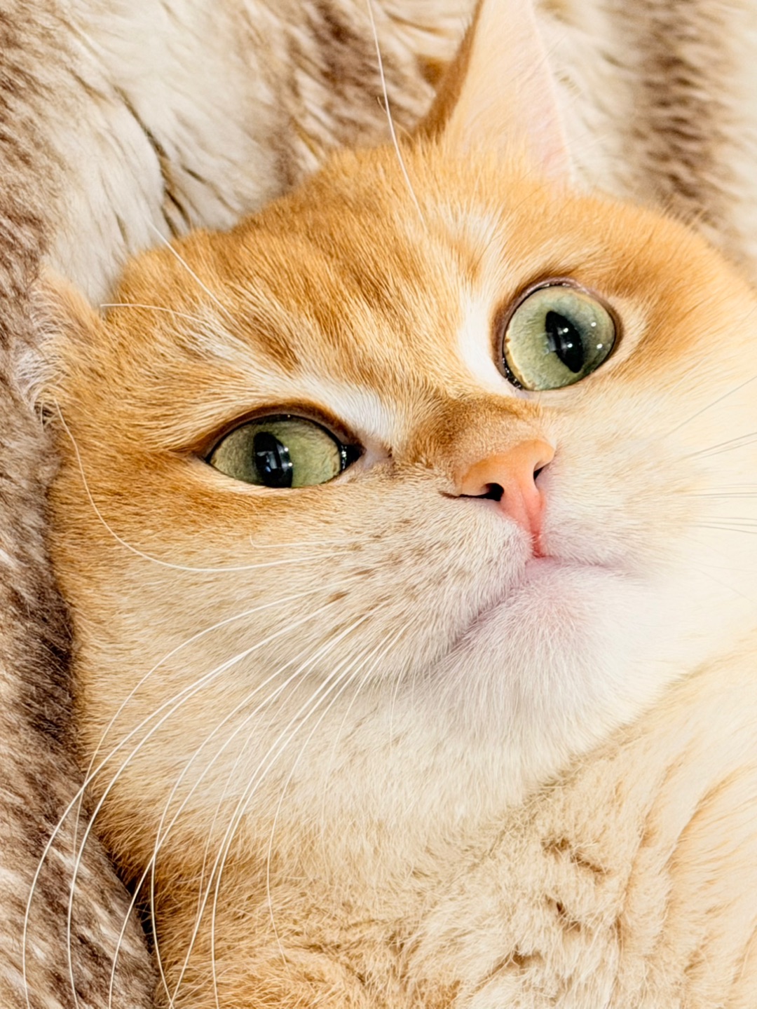 有双大👀，我最可爱😜