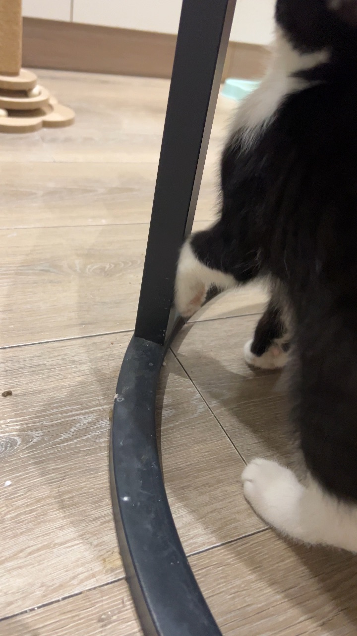 奶萌小奶牛一只，猜猜名字叫啥？