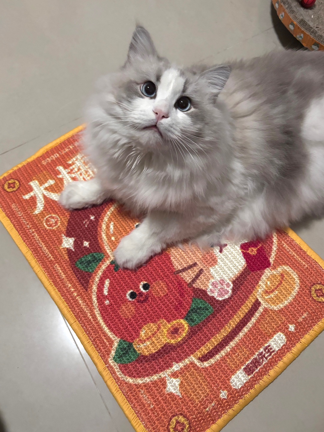 喵咪先生剑麻猫抓垫板测评