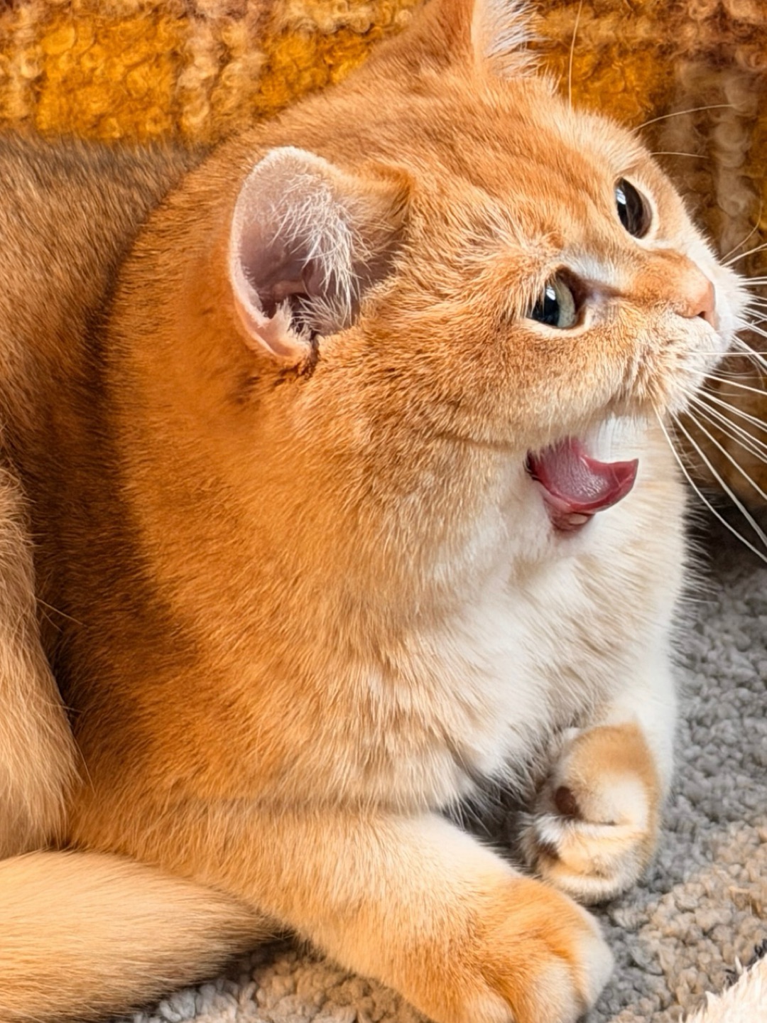 哈欠就自动上线了！😴