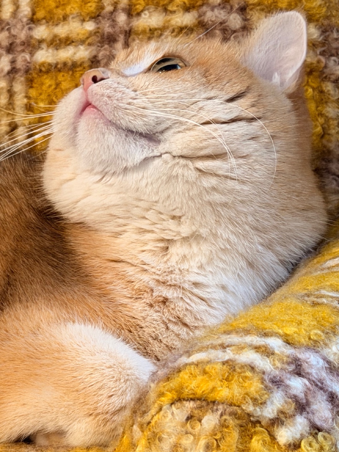 “霸王式”占领，它已经被本喵正式征用为‘御用寝宫’专用沙发