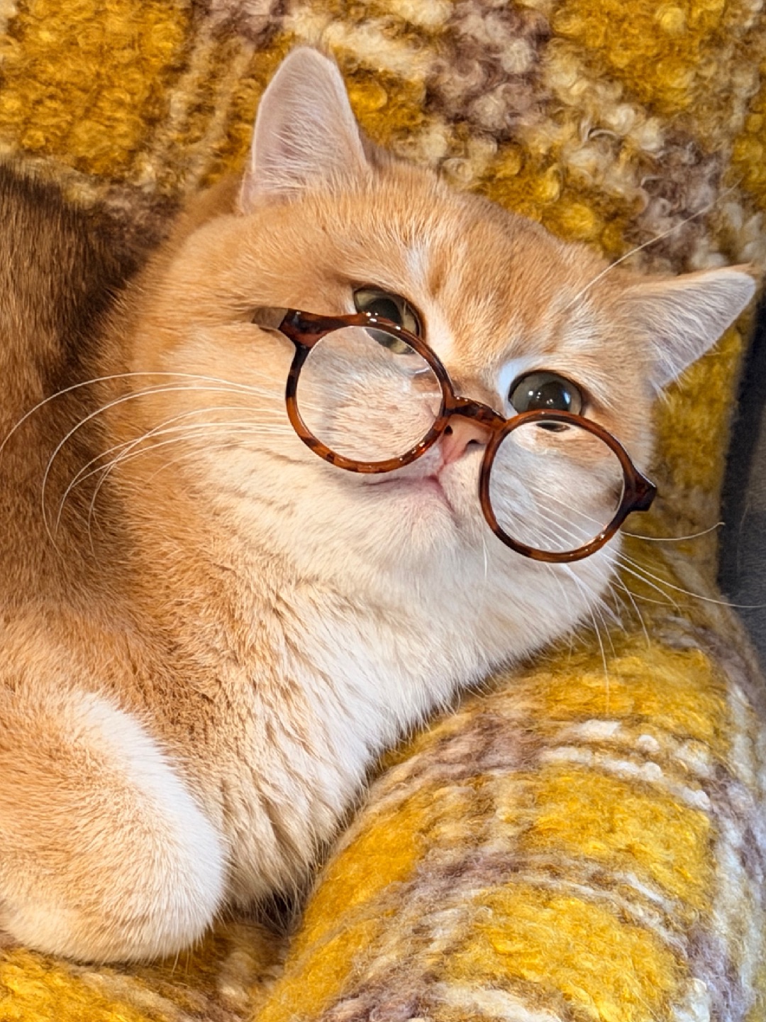 我正在研究《论如何优雅地瘫在沙发上》…