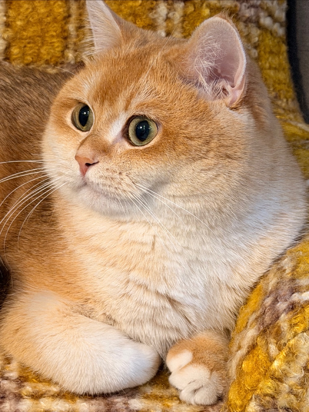 呜呜呜，麻麻送我的沙发太香了！🤩