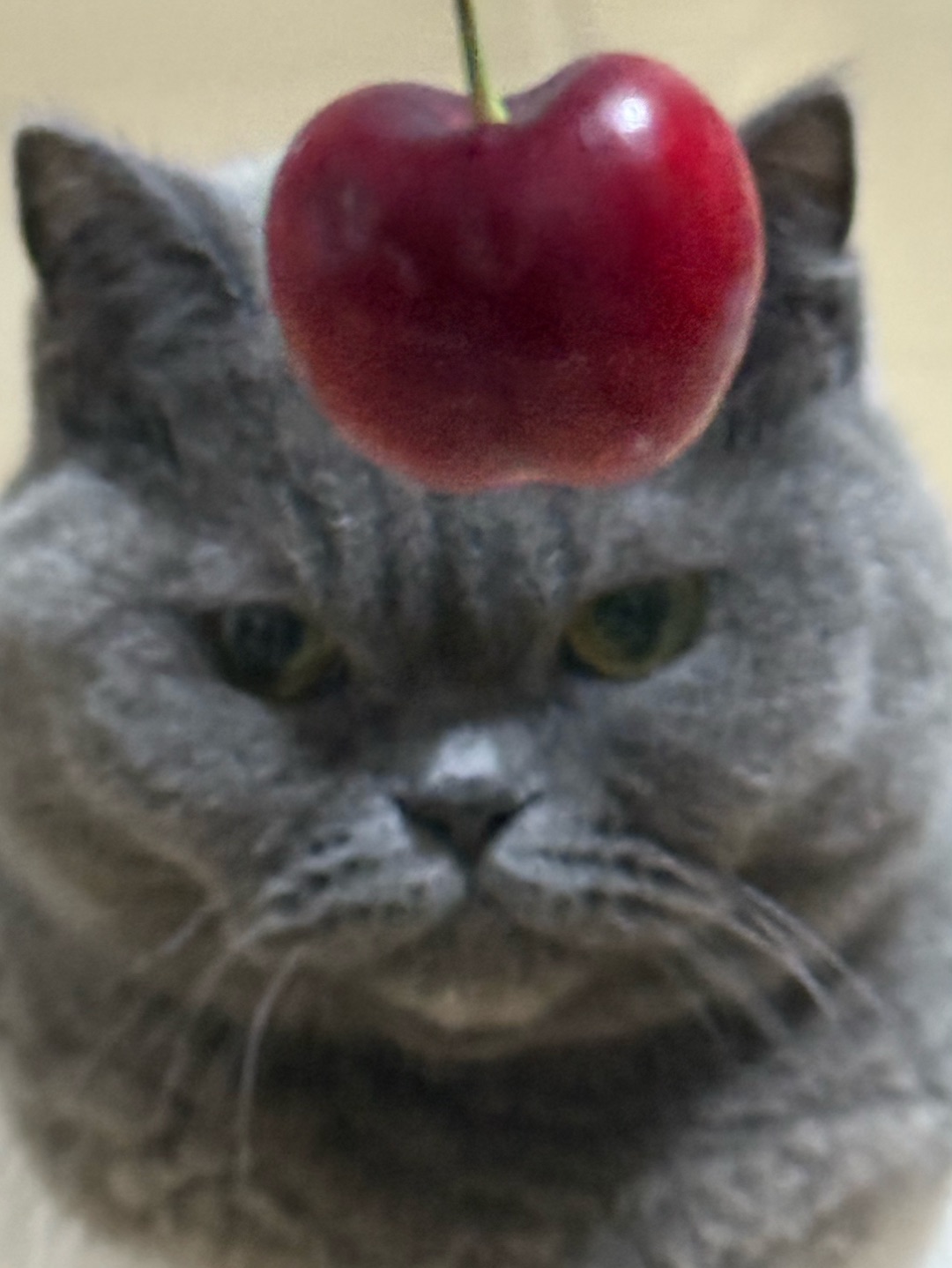 🍒被迫营业的煤老板