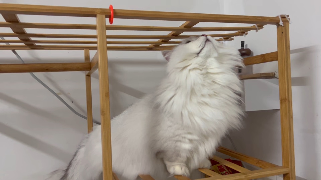 想擦一下架子，他就上去了