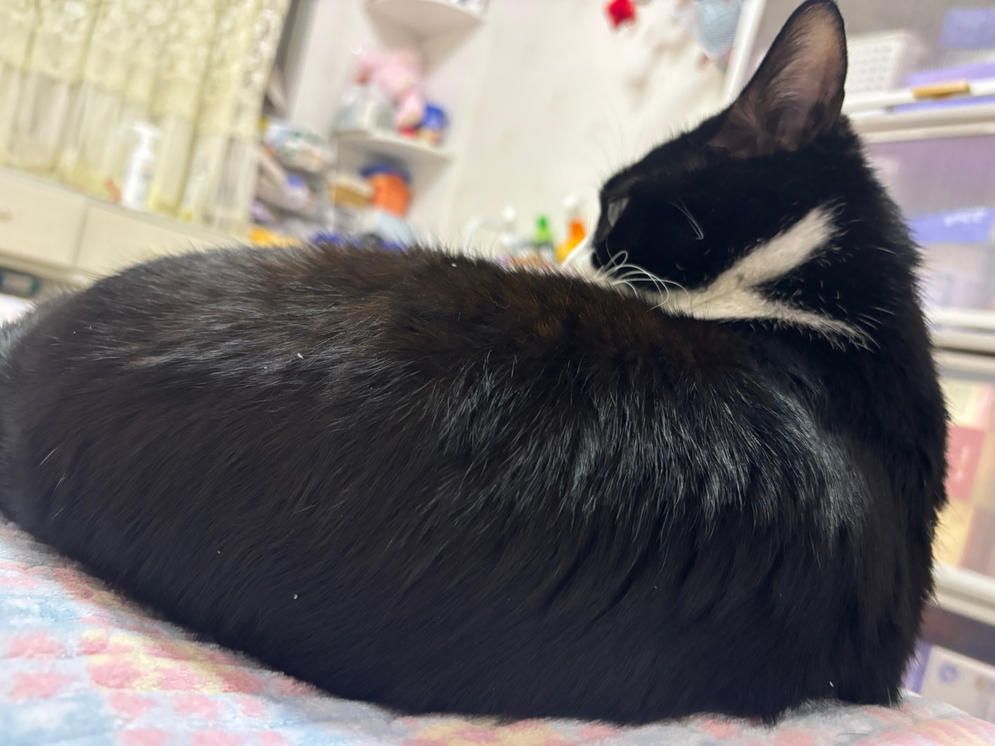 ( ´ ▽ ` )ノ(^_^)ノ*\(๑• ₃ •๑)*\(๑• ₃ •๑)