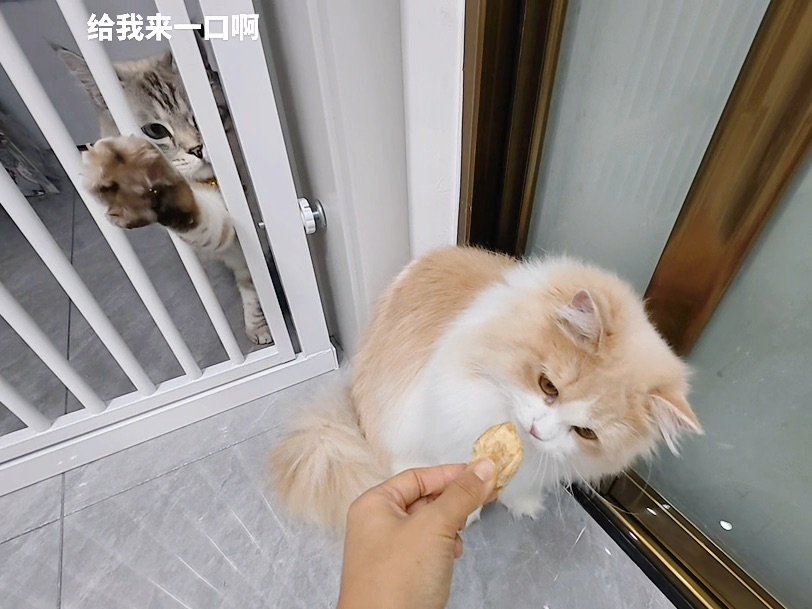 荔枝：hello  看看我啊