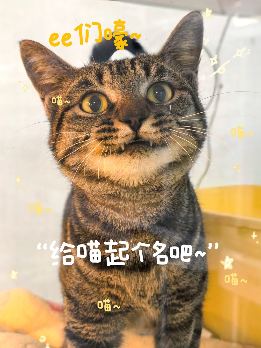 别走！来给喵酱起个名吧！有🎁征名