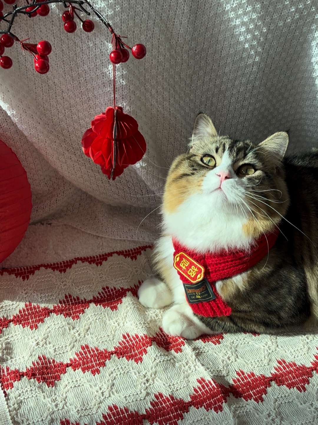 ( ´ ▽ ` )ノ(^_^)ノ*\(๑• ₃ •๑)*\(๑• ₃ •๑)