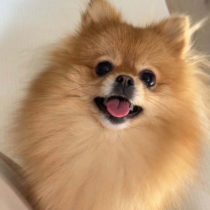 看到小狗wink的人今年都会幸运✨