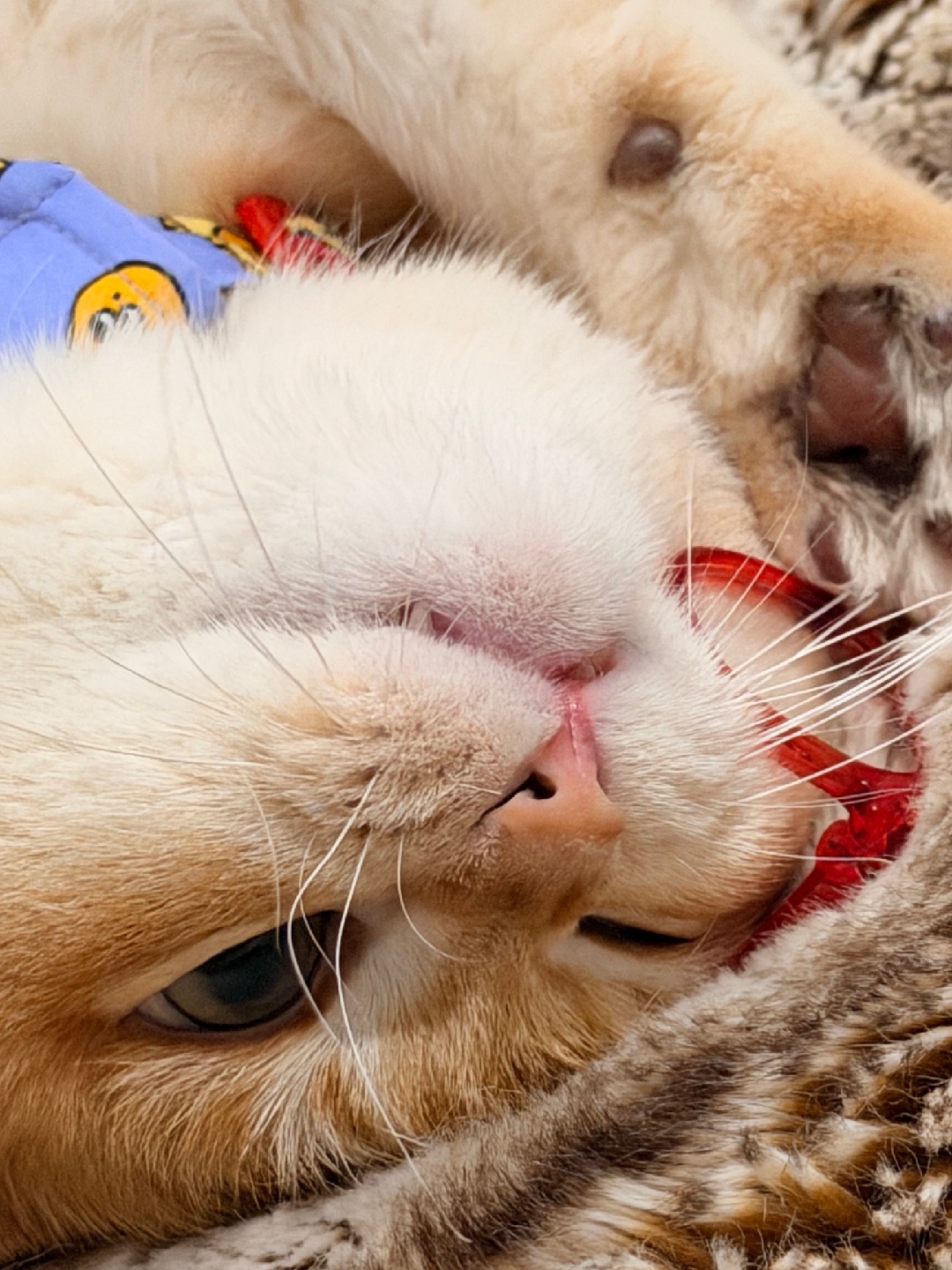 想秀一下我的“电眼”✨