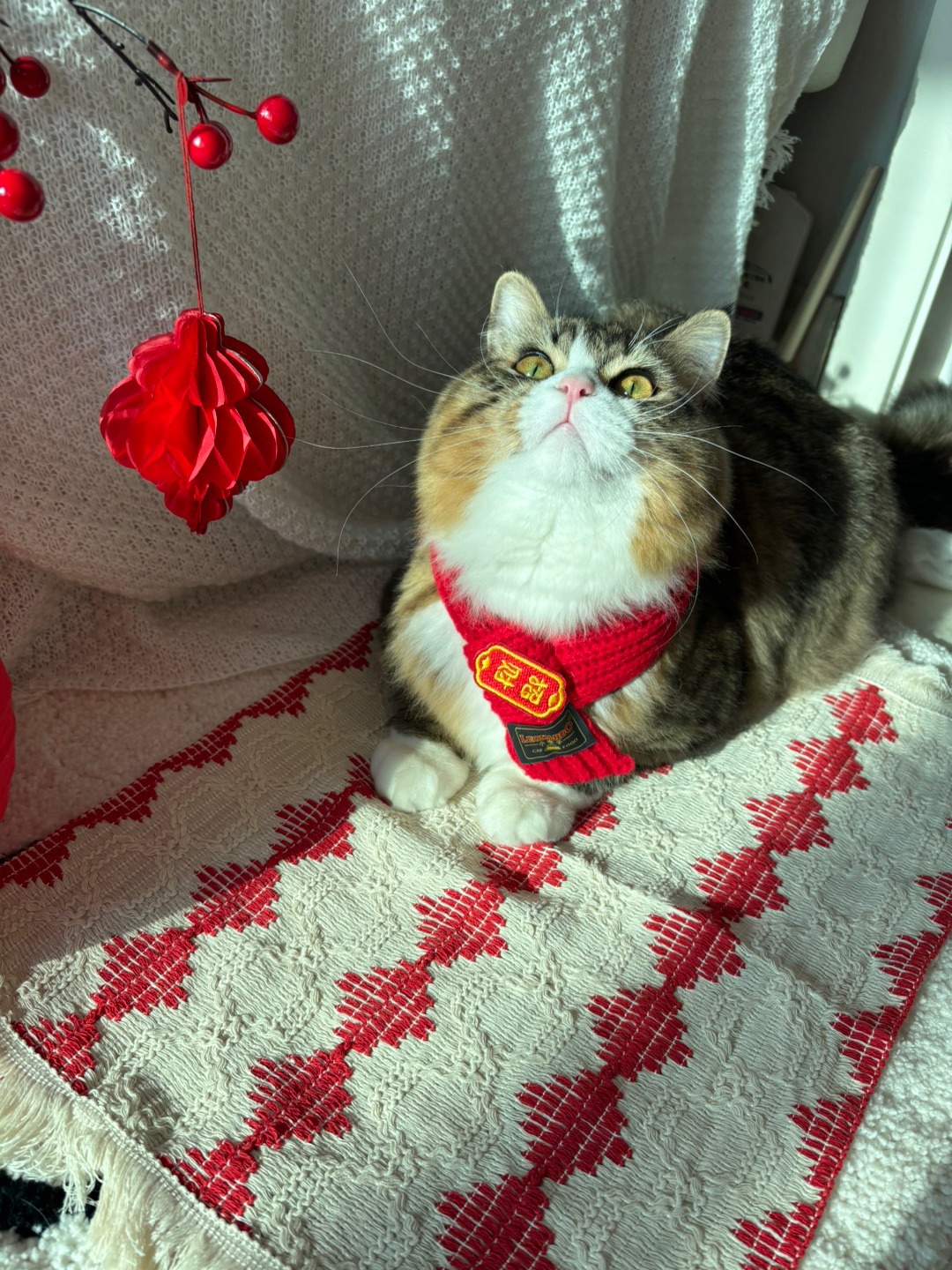 新年氛围感小围脖戴上了，红红火火恍恍惚惚就要过年了，你家咪的新年战袍呢