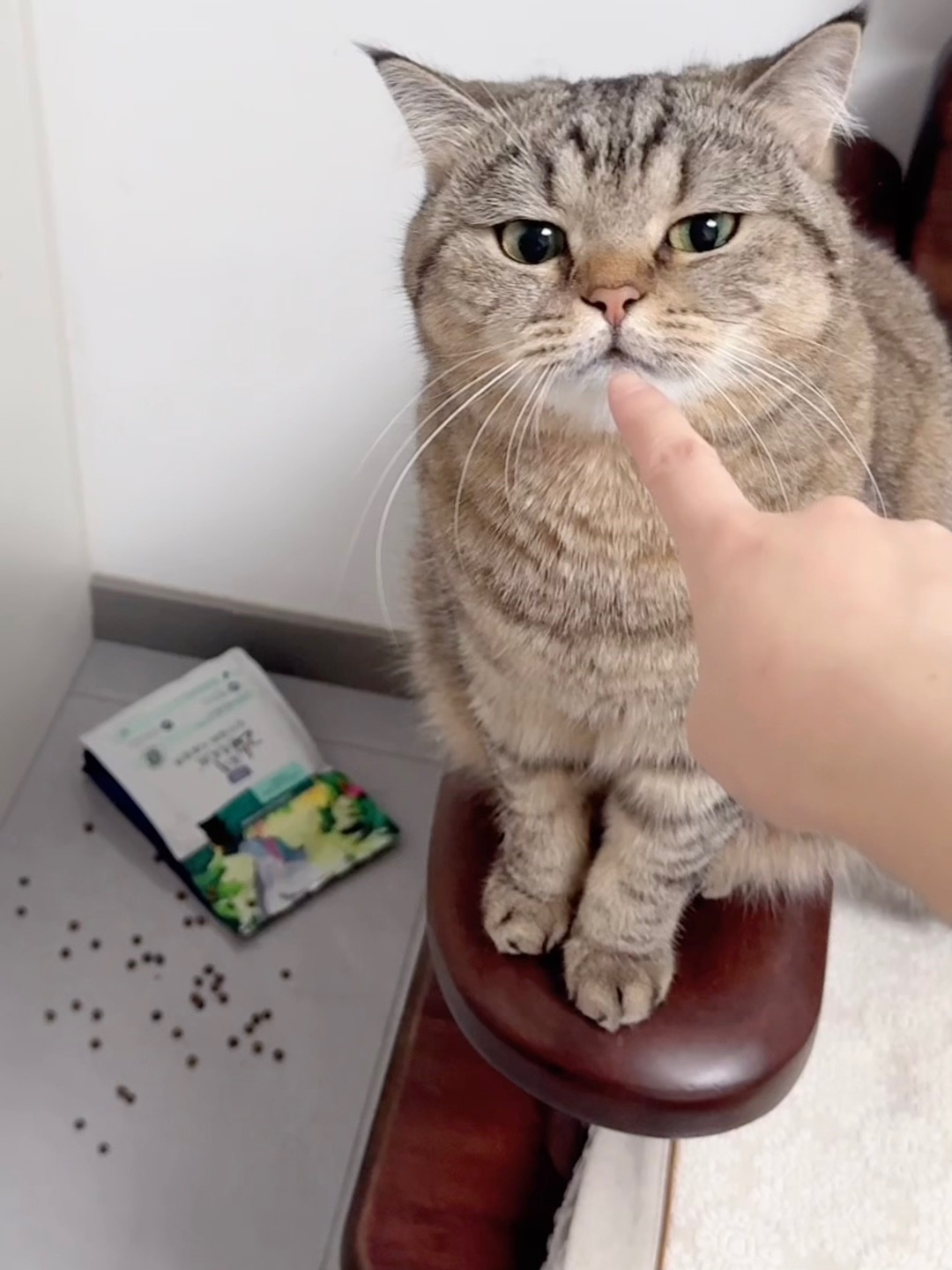 “叽里咕噜说啥呢，给我倒碗粮！”