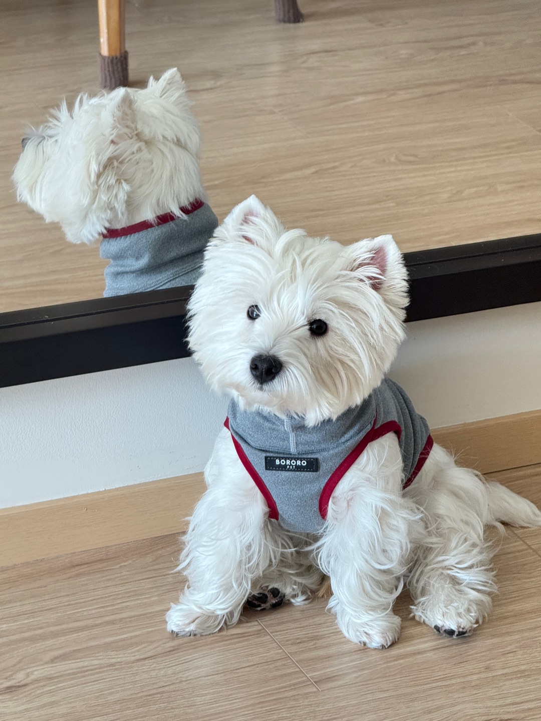 降温了 请抱紧各自的小狗❄️