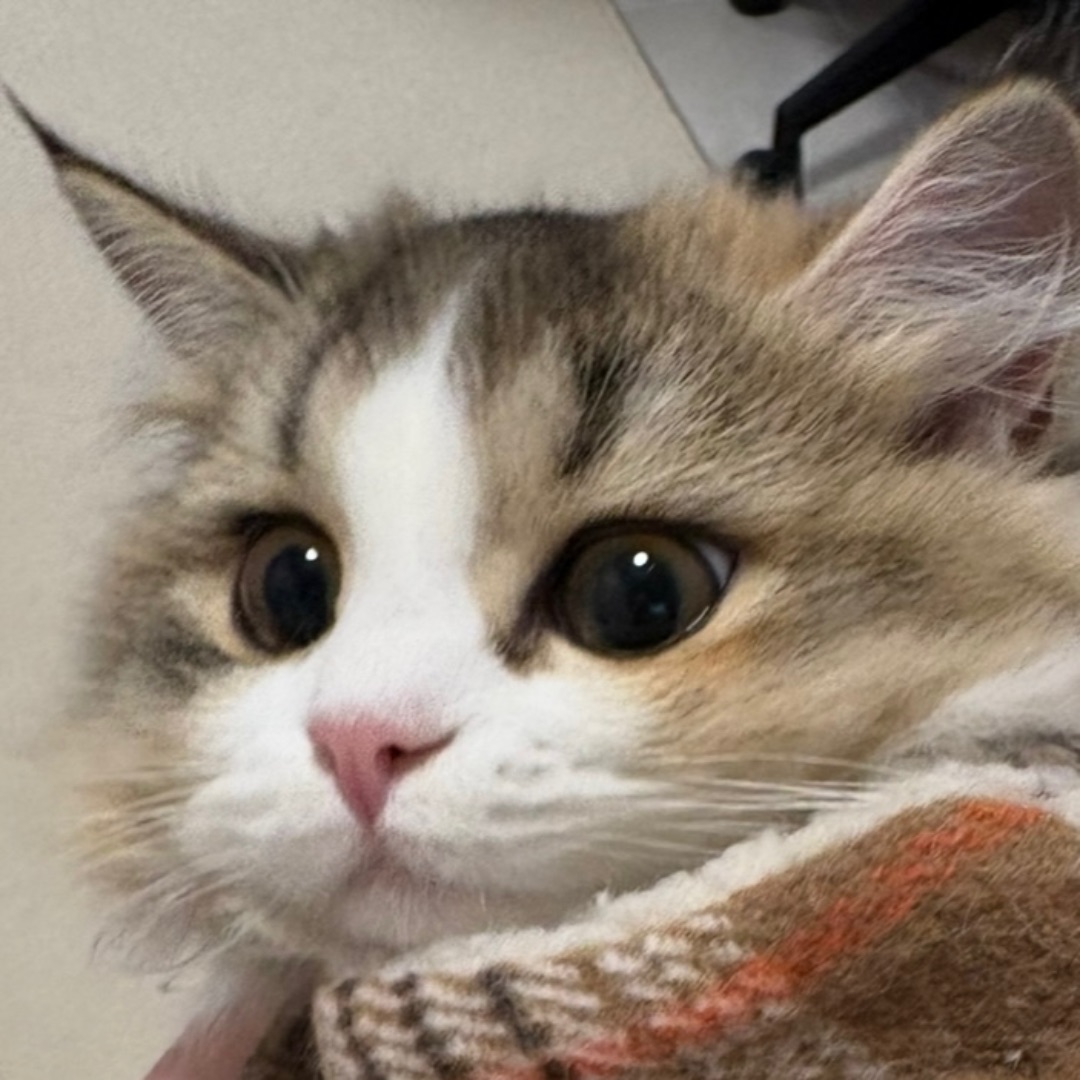 人家也有一点聪明毛呢！