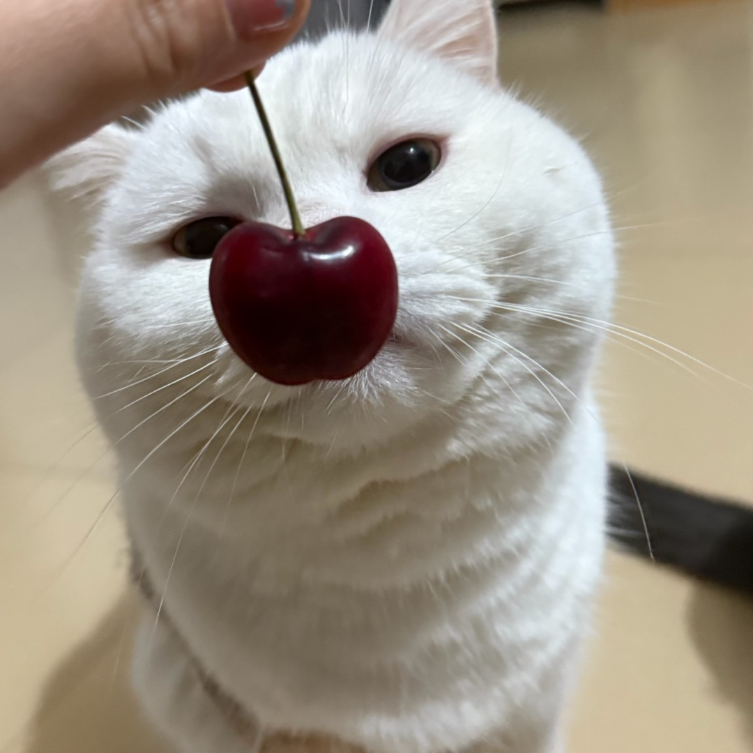 🍒樱桃鼻小肥猫