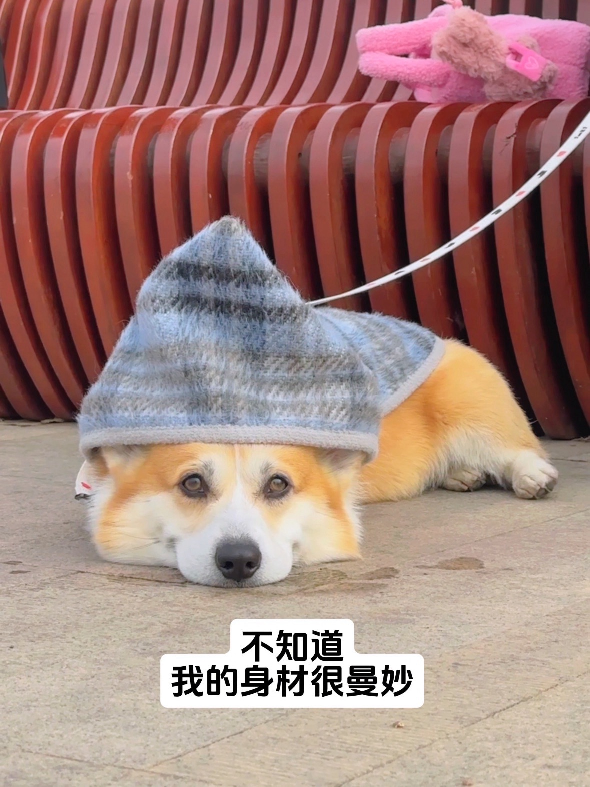 不知道～反正我的身材很曼妙～