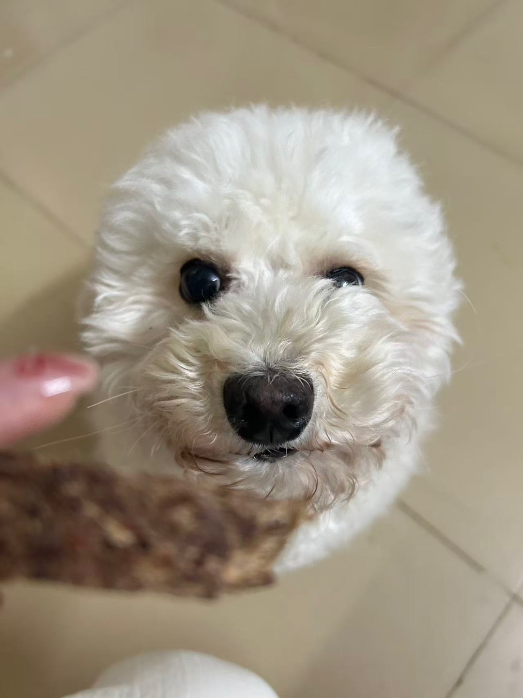 测评 | ZEAL新西兰进口宠物零食风干小牛肉