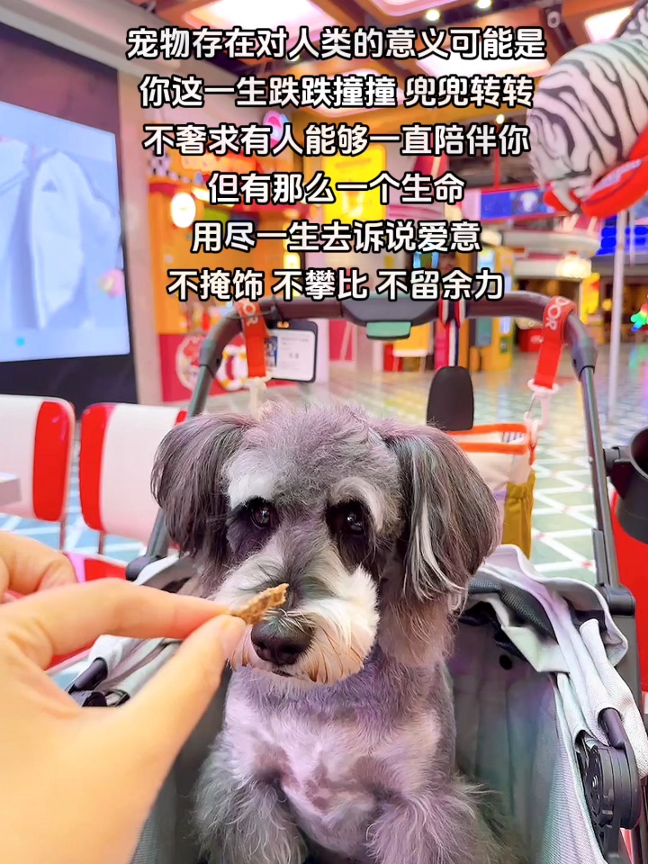 2026爱小狗的第二十三天