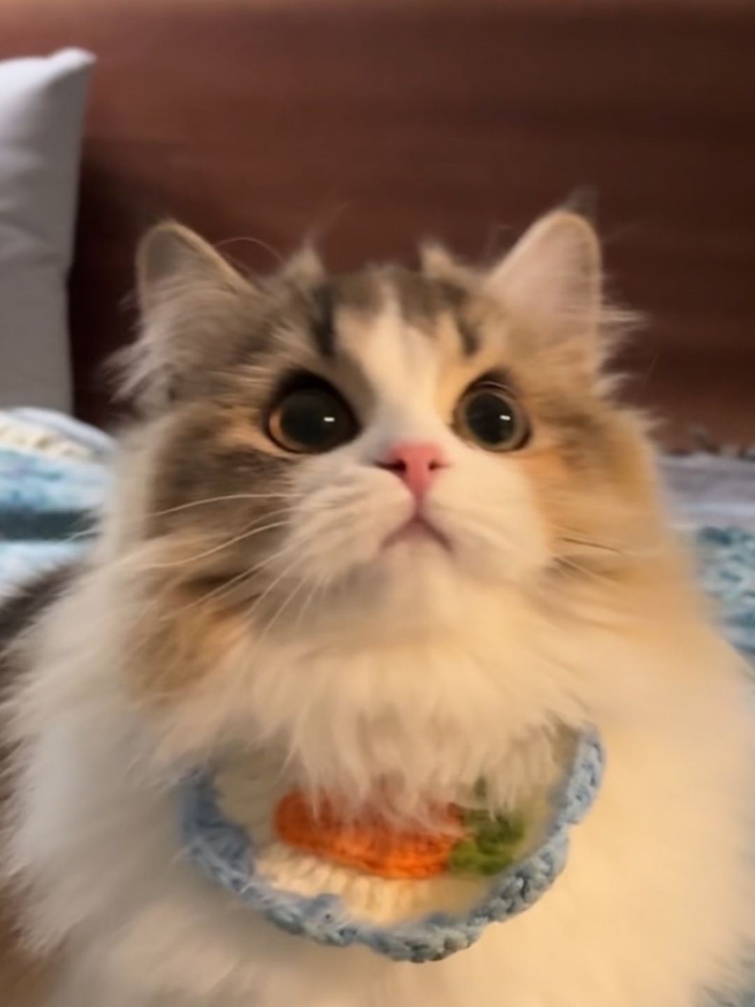 到底什么时候能爆毛啊！！！