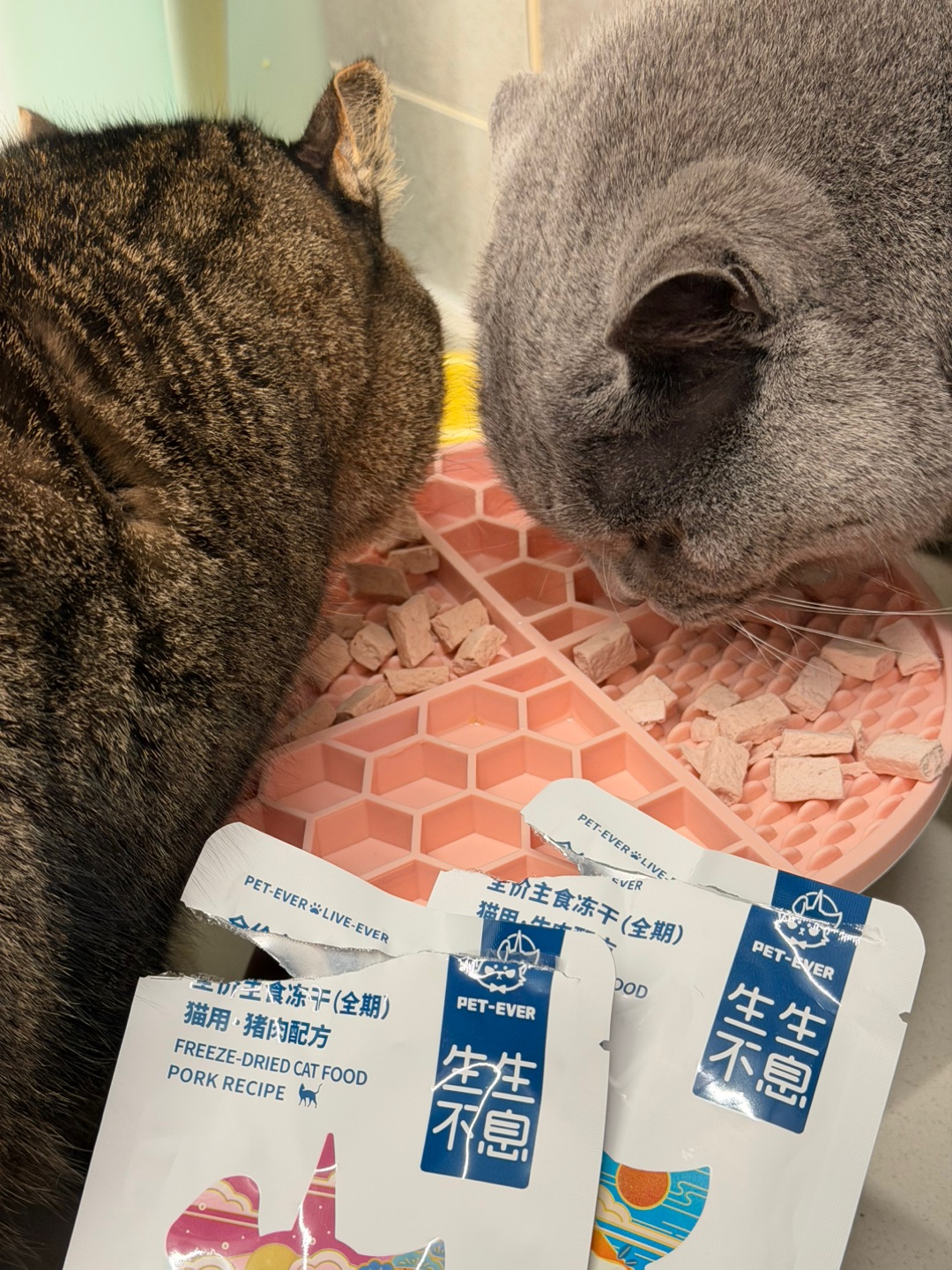 冻干脑袋猫猫闭眼入✨生生不息冻干