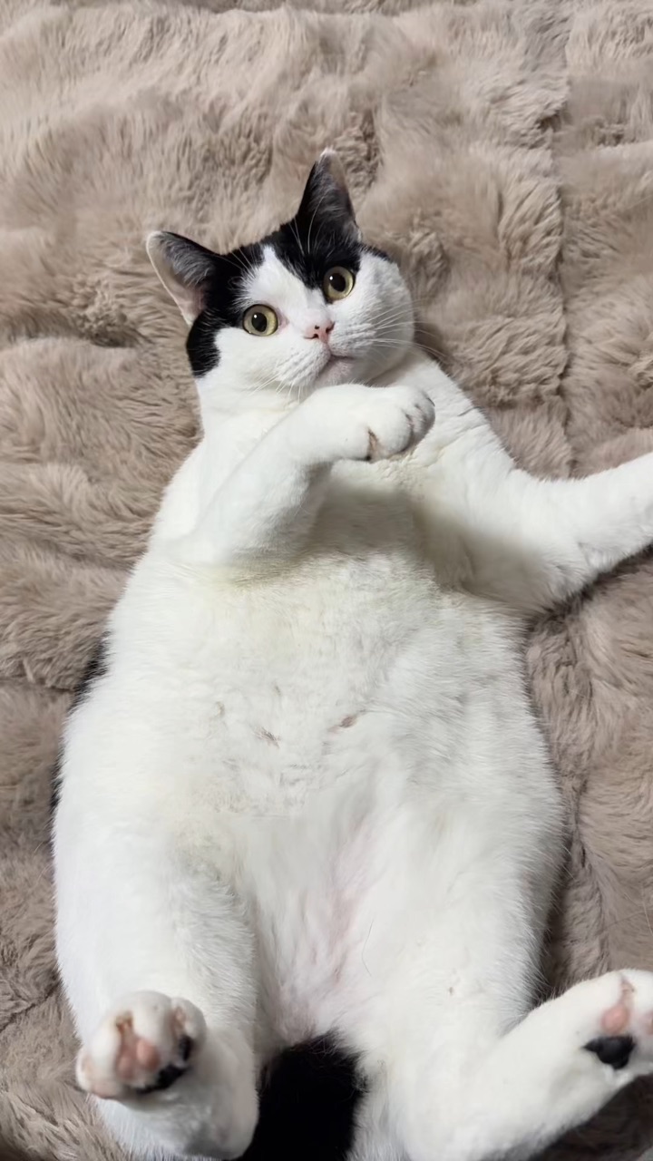 哈基米南北绿豆