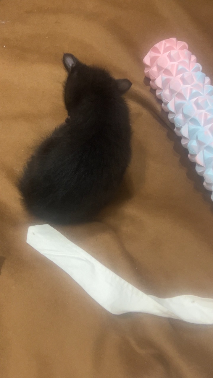 新到家，墨墨舔个毛舔个毛