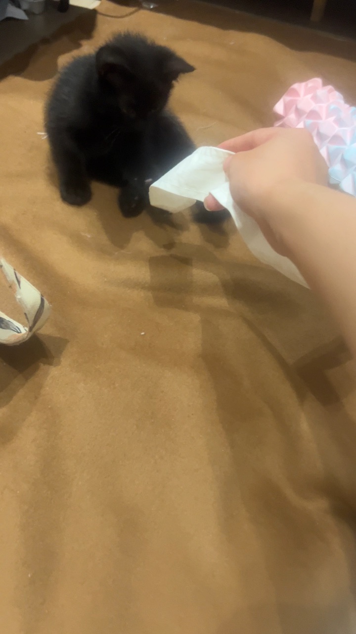 刚到家的墨墨玩一下带子啦啦啦