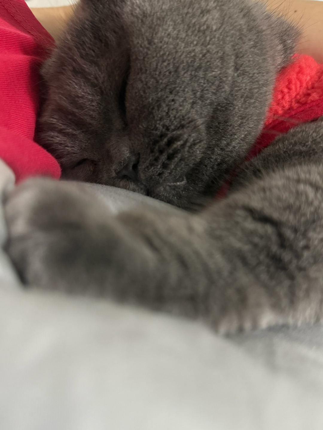 🐱团成球的蓝猪们