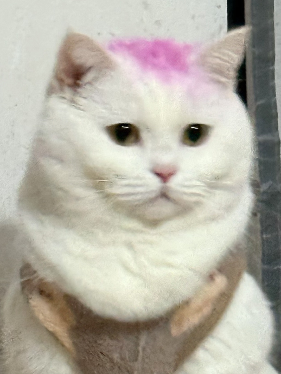 🎀粉顶小猪出街啦