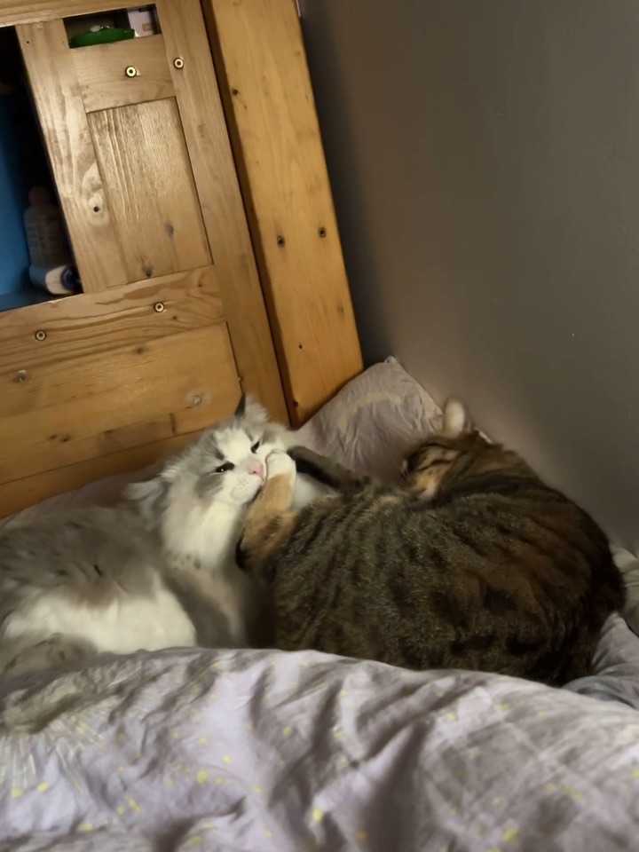 相亲相爱相爱相杀24