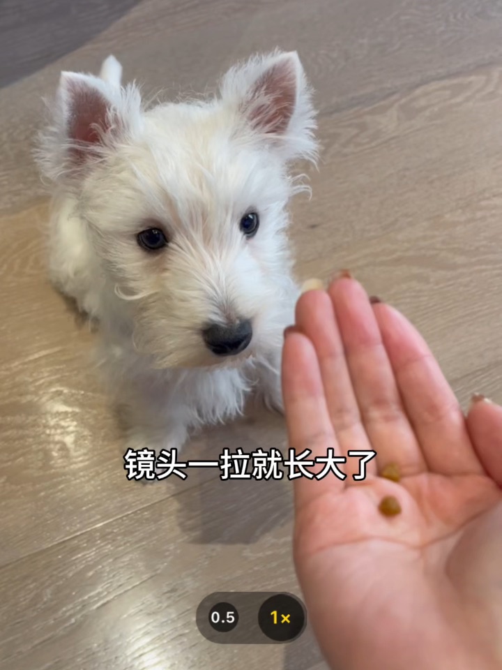 镜头一拉就长大了📷