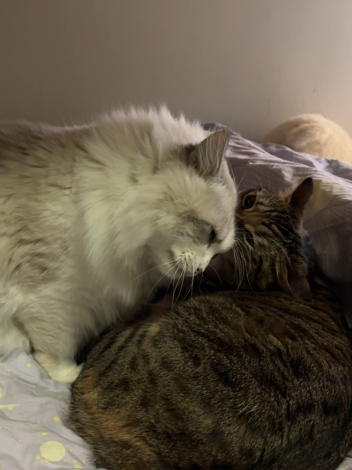 小布偶的追姐路 越挫越勇25