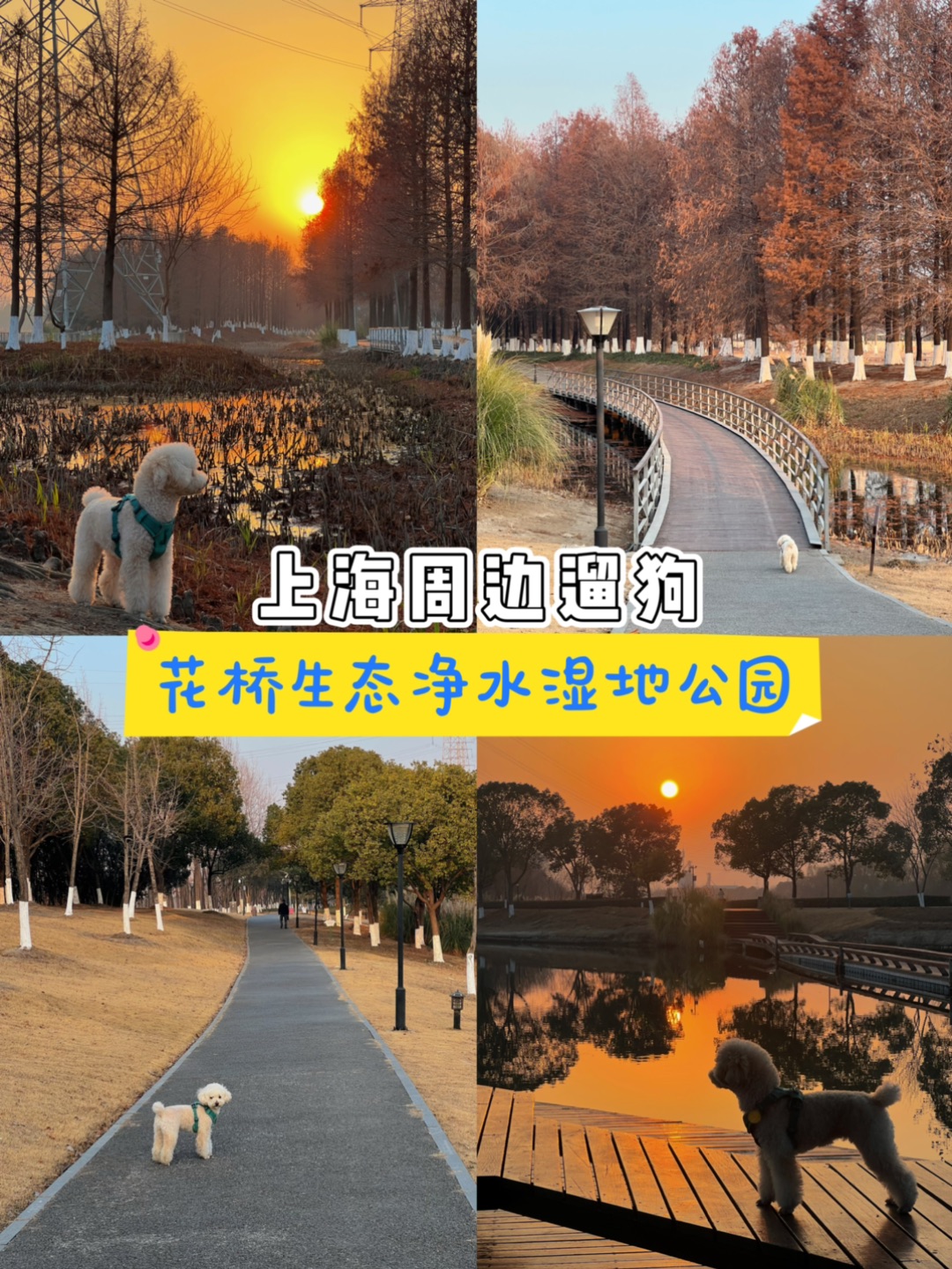 上海周边遛狗，开车1h人少景美的天然氧吧