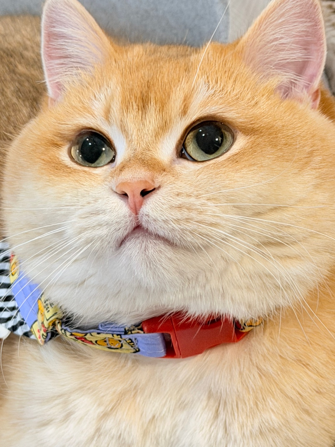 等你一转身，我就冲向你的薯片袋！🤣🤣🤣