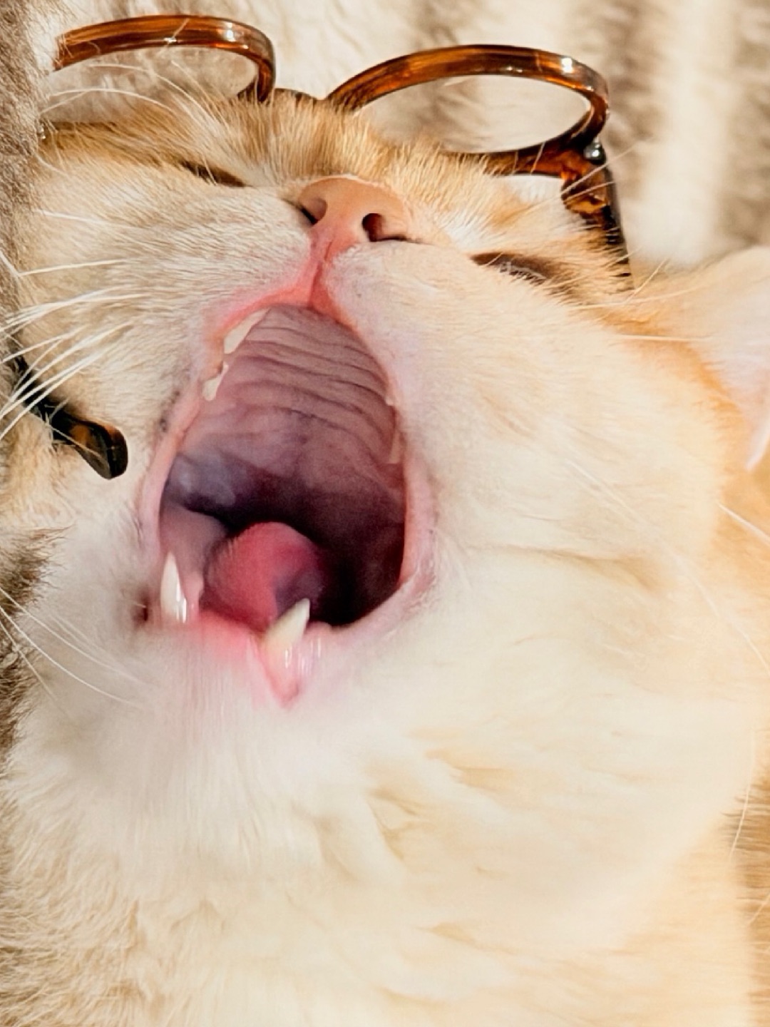 是不是感觉所有的烦恼都被我一口吃掉了？