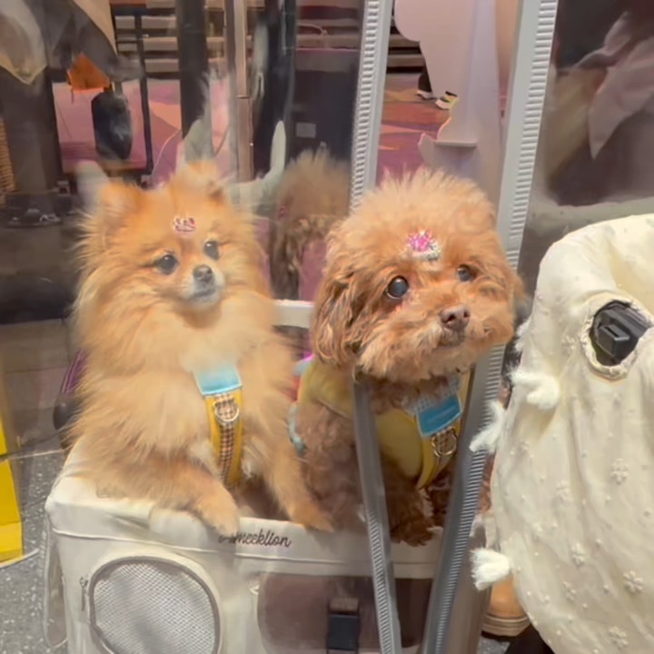 外面好冷，让我进去取取暖吧