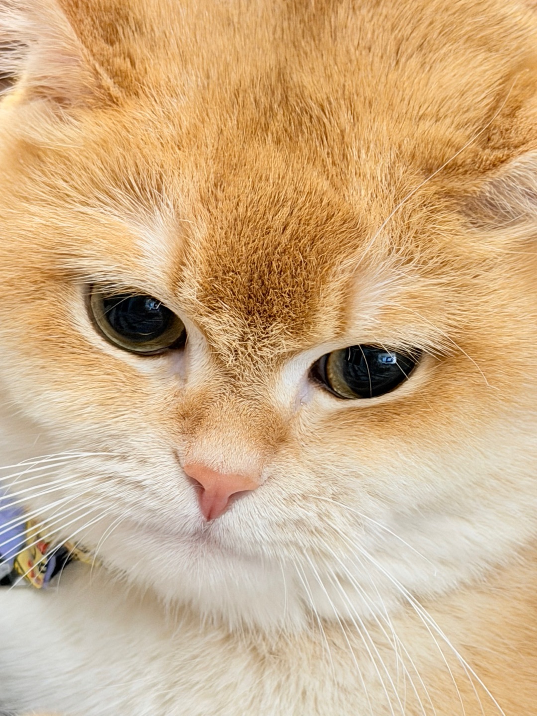 😠快来哄我….