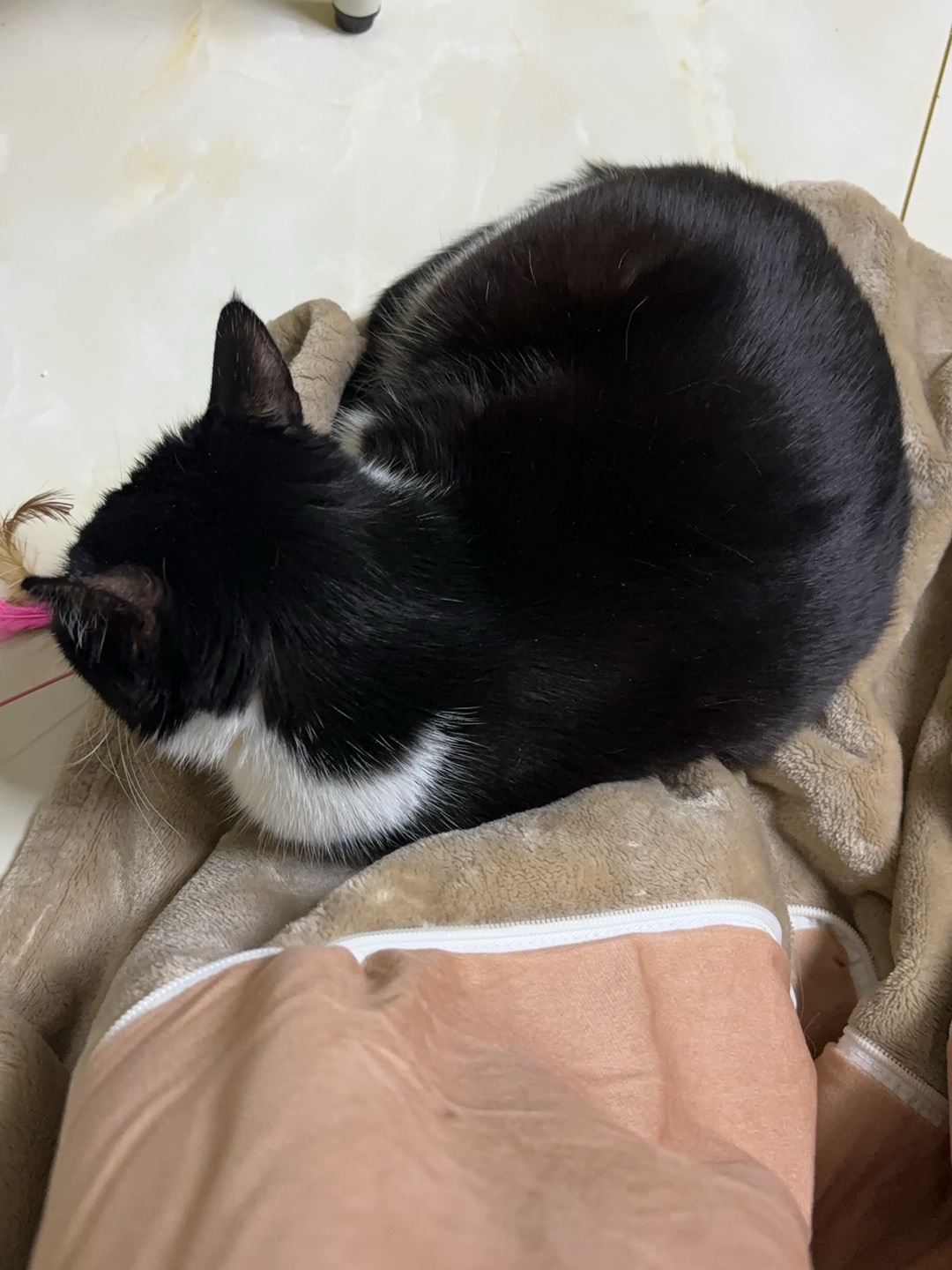 ヽ(^0^)ノ(^_^)ノ(^-^)/(^o^)／( ´ ▽ ` )ノ(*´▽｀)ノノ(^o^)／