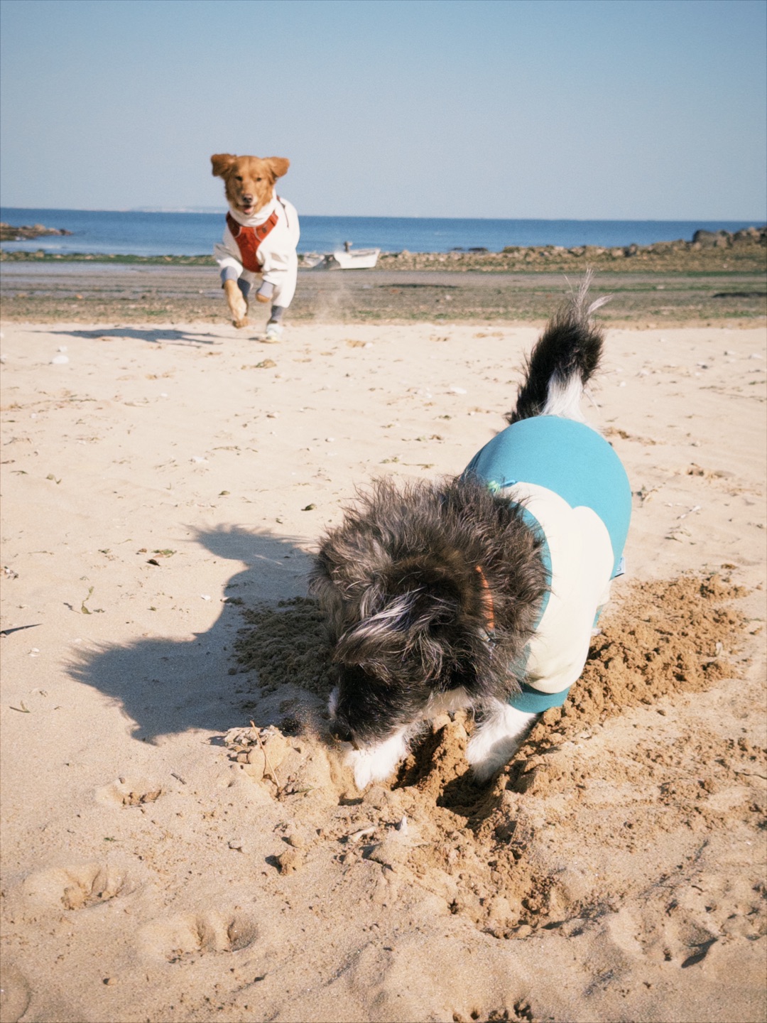 沙滩刨沙也太快乐了吧