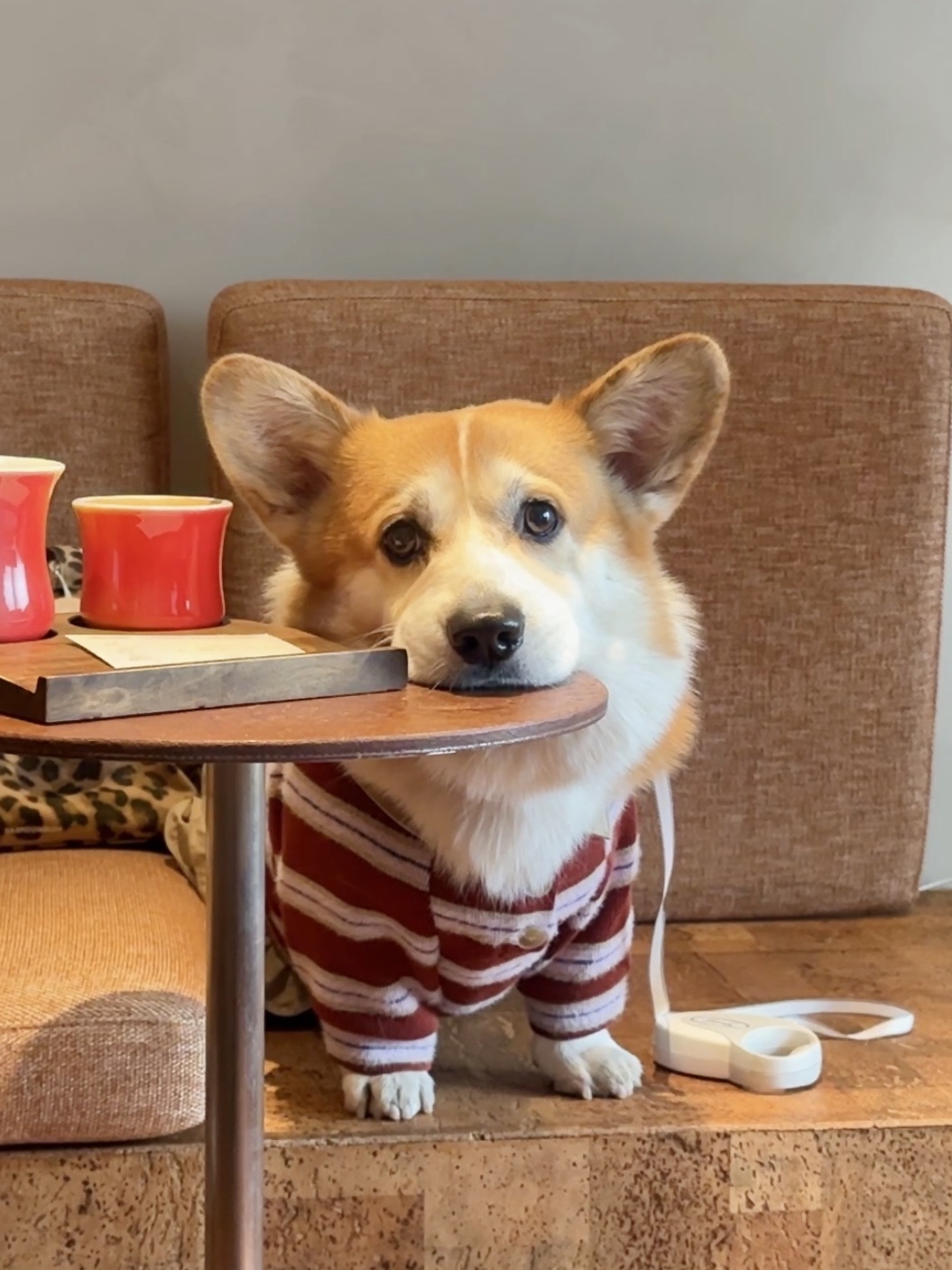 麻麻，你记得我是小男斗的对吧