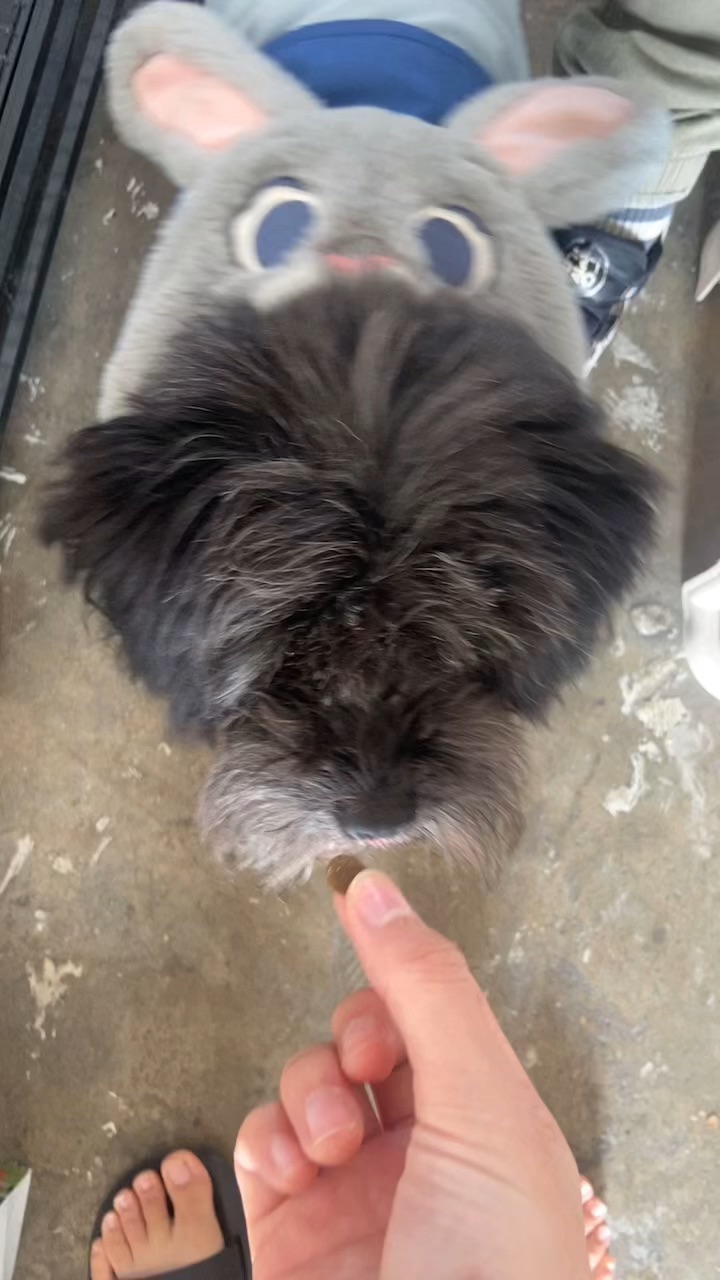 26.1.26 狗儿生病了 要人喂