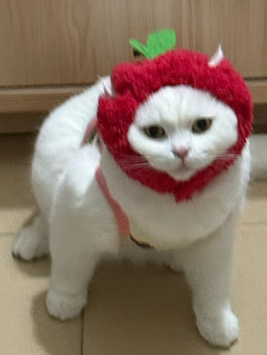 带上头套就动不了🤨