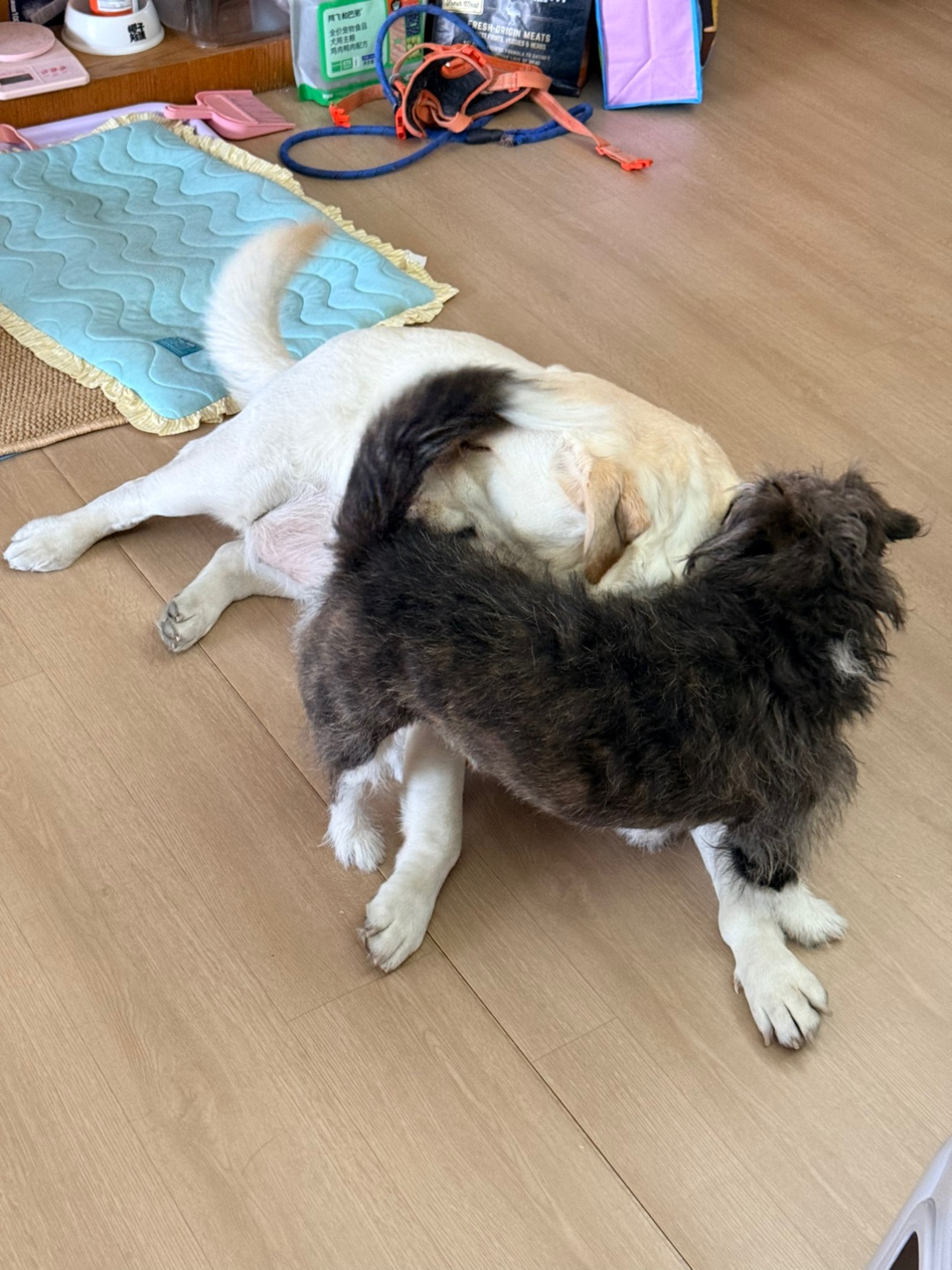 好朋友又来家里做客啦