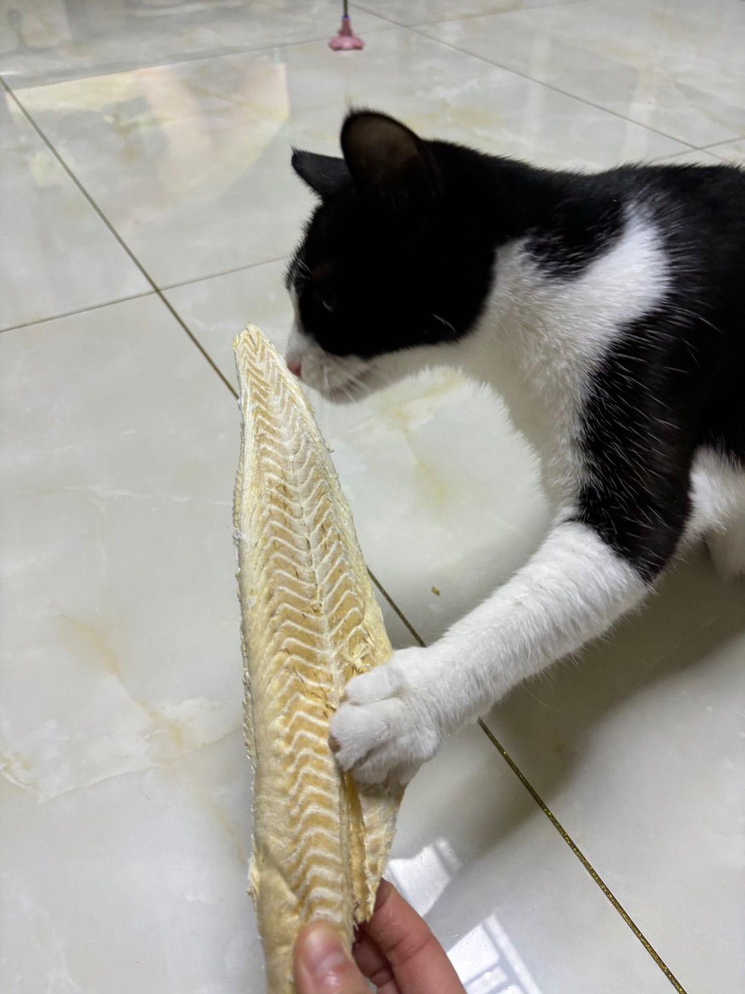 ~(＾◇^)/ヽ(^0^)ノ~(＾◇^)/(^o^)／(*´▽｀)ノノ