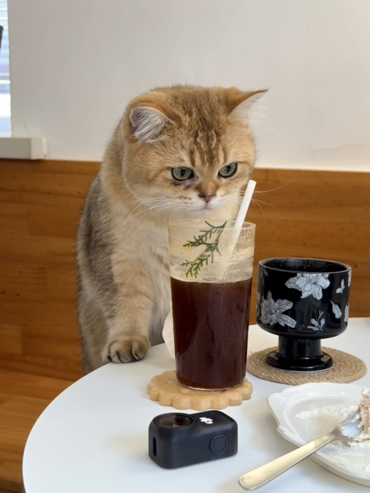 小猫不可以喝咖啡哦