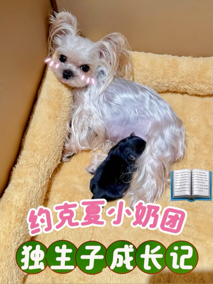 约克夏小奶团的“独生子养成日记”📚